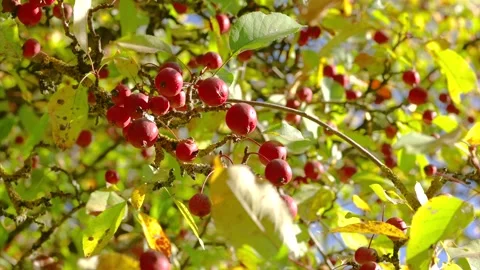 Low-angle close shot of small red crabapple-like fruits on lichen-covered branch Stock Footage 345676022