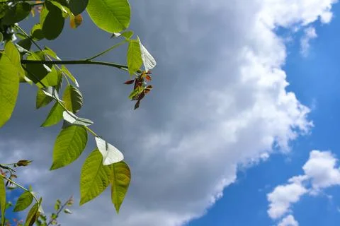 A low angle, close-up shot of vibrant green and young reddish leaves on walnu Stock Photos