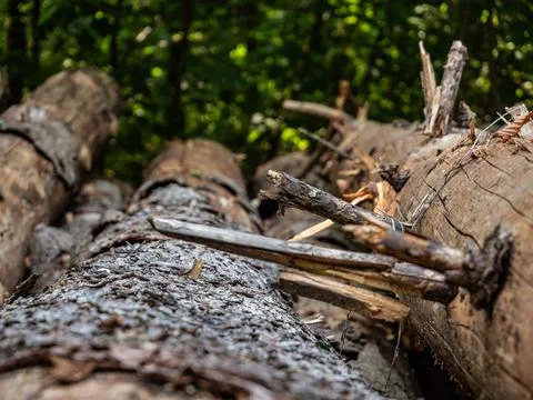 A low-angle close-up shows decaying tree trunks on the forest floor, with r.. Foto stock