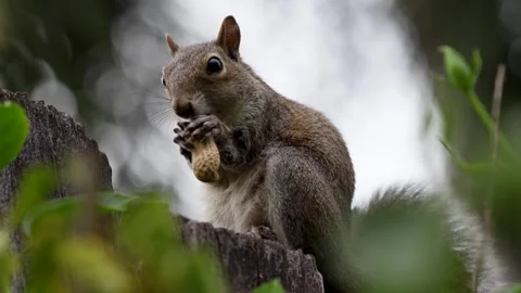 A low-angle close-up shows a squirrel perched on a fence, munching on a peanut. Stock Footage 264181496