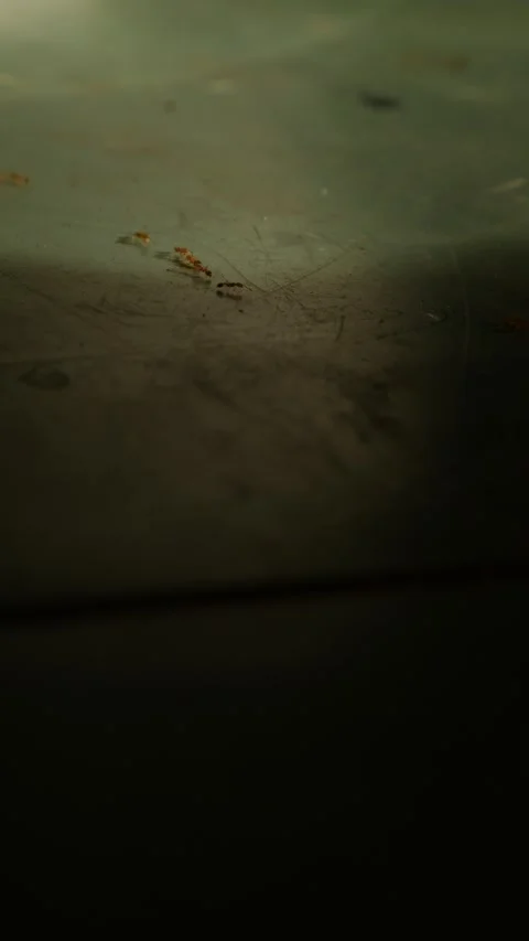 Low angle close-up of small red ants on aged scratched green surface Vidéo 337873141