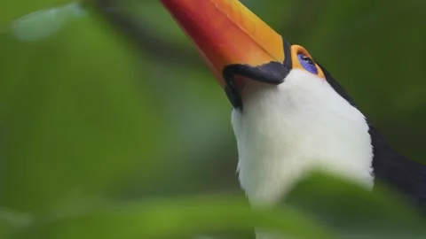 Low angle close up of a south american toco toucan looking up while Stock Footage 152416679