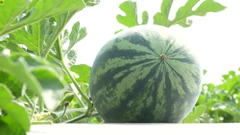 Low Angle Close-Up Striped Watermelon On White Mulch Video stock 333372231