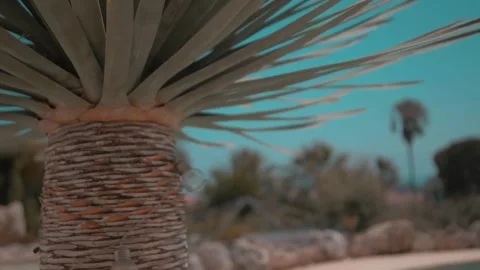 Low-angle close-up of a succulent plant's spiky leaves and textured trunk. Stock Footage 302309037