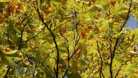 Low Angle Close Up Of Sunlit Foliage On Blue Sky Stock Footage 276546757