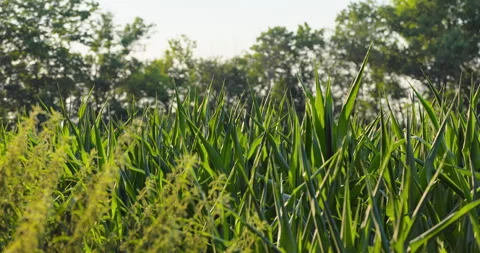 Low angle close up of sunlit green corn leaves with blurred tree line, 8K Stock Footage 339246580