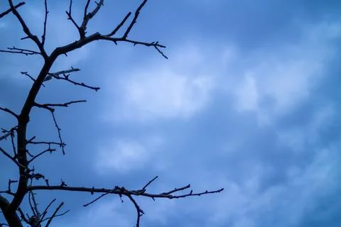 Low angle close-up of tree branches in a fruit orchard. Stock Photos