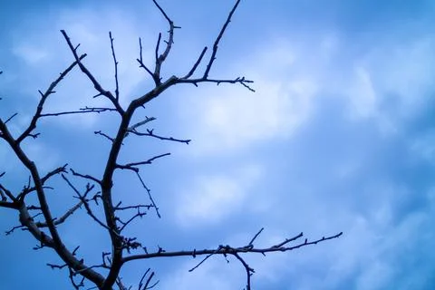 Low angle close-up of tree branches in a fruit orchard. Stock Photos