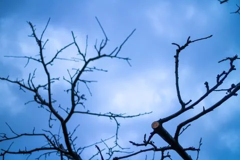 Low angle close-up of tree branches in a fruit orchard. Stock Photos