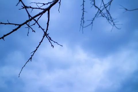 Low angle close-up of tree branches in a fruit orchard. Stock Photos