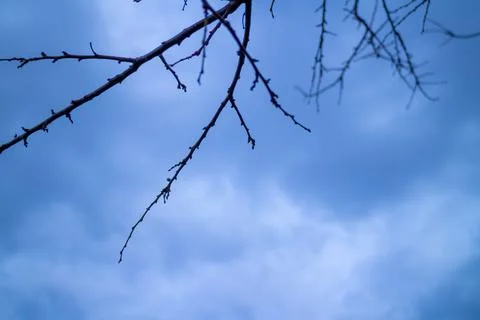 Low angle close-up of tree branches in a fruit orchard. Stock Photos