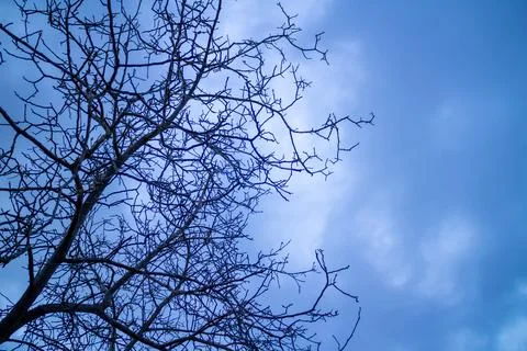 Low angle close-up of tree branches in a fruit orchard. Stock Photos