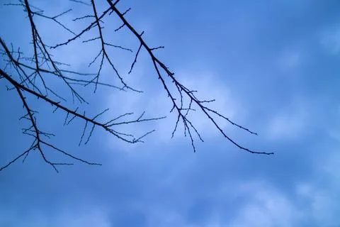 Low angle close-up of tree branches in a fruit orchard. Stock Photos