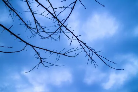 Low angle close-up of tree branches in a fruit orchard. Stock Photos