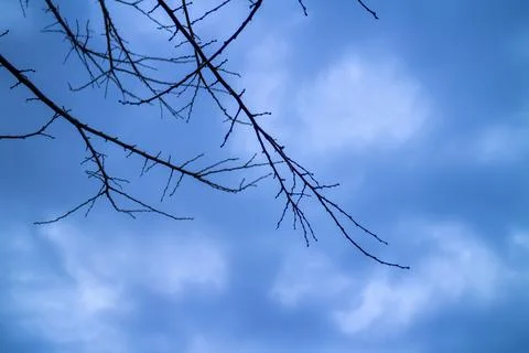 Low angle close-up of tree branches in a fruit orchard. Stock Photos