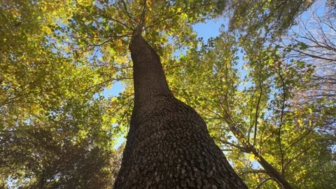 Low Angle Close Up of Tree Trunk and Green Leaves in Spring Season Stock Footage 329968922