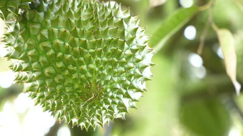 Low angle close-up of Vietnamese Ri6 durian bottom. 库存影片 334322932
