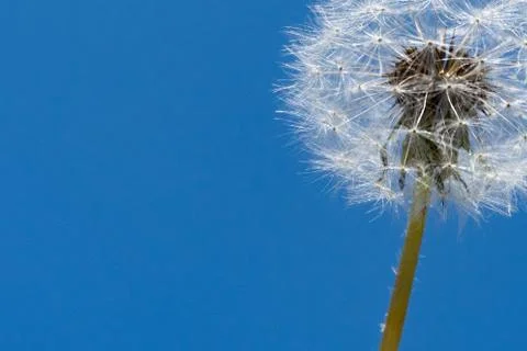 Low angle close up view of a blow ball in front of the clear blue sky Stock Photos