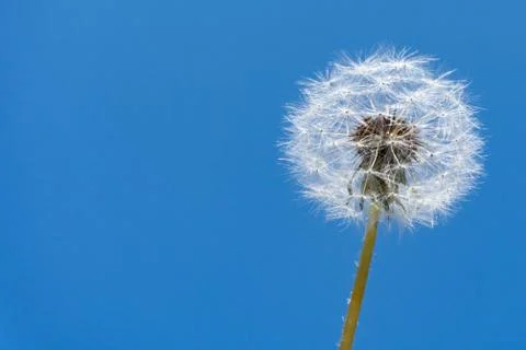 Low angle close up view of a blow ball in front of the clear blue sky Stock Photos
