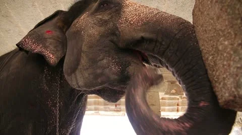 Low angle close-up view of elephant head Video stock 23334023