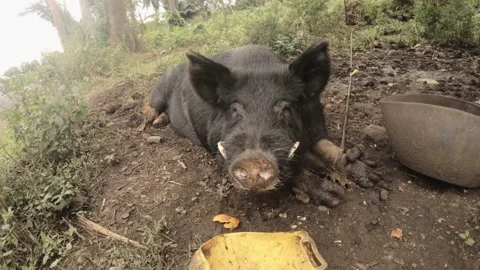 Low angle close up view of face head of giant black boar pig with fangs mouth op Stock Footage 237622086