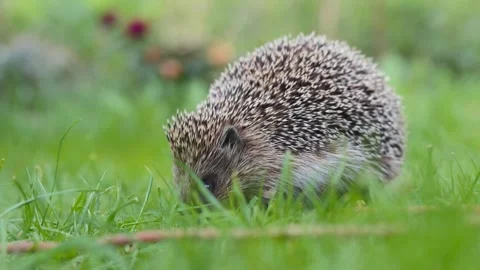 Low angle close up view of a hedgehog looking for food in green grass Stock Footage 307289550