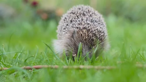 Low angle close up view of a hedgehog looking for food in green grass Stock Footage 307289553