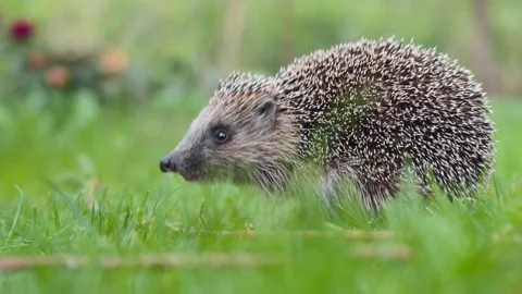 Low angle close up view of a hedgehog looking for food in green grass Stock Footage 307289563