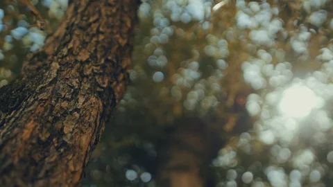 Low angle close-up view of an olive tree. slider dolly shot Stock Footage 121532253