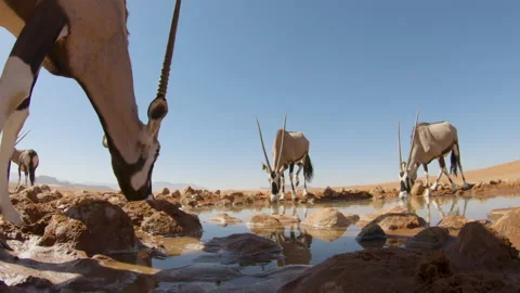 Low-angle close-up view of a small group of Oryx(Gemsbok) drinking water in Stock Footage 144248169