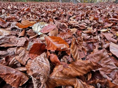 A low-angle, close-up view of a thick, continuous carpet of deep reddish-br.. 스톡 사진