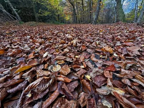 A low-angle, close-up view of a thick, continuous carpet of deep reddish-br.. 스톡 사진
