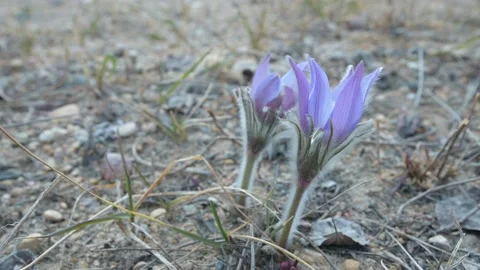 Low angle close-up view of two wild purple crocus flowers blowing in the wind. Stock Footage 142241438