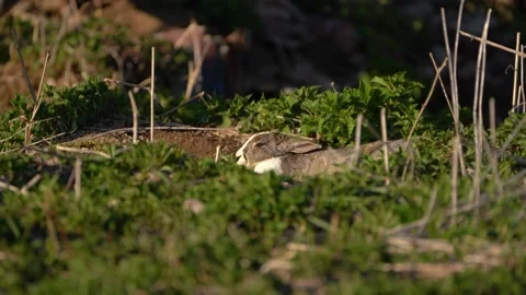 Low angle, close up view of a wild rabbit sleeping in the forest Stock Footage 238526634