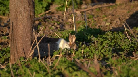 Low angle, close up view of a wild rabbit grazing in the forest Stock Footage 238526758
