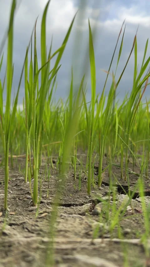 Low angle close view of young rice growing from cracked dry soil with cloudy sky 库存影片 329372785