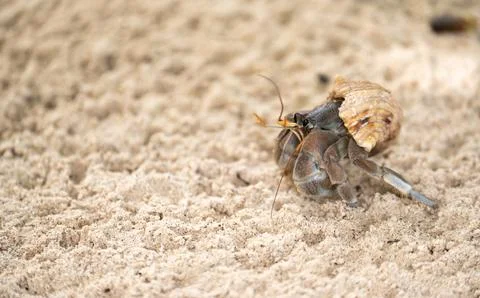 Low angle close viewpoint frames solitary crustacean navigating textured grou 库存照片
