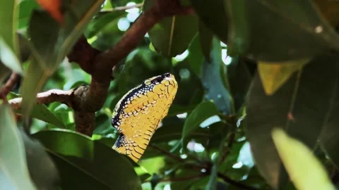 Low Angle Close-Up of Wagler's Pit Viper Head in Tree Canopy Stock Footage 342828146