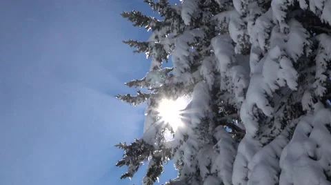 LOW ANGLE, CLOSE UP: Warm winter sun shinning through lush snowy spruce branches Vídeos de archivo 68361108