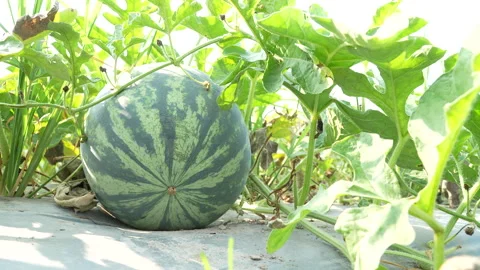 Low Angle Close-Up Of Watermelon Blossom End Under Sunlit Leaves Stock Footage 333371670