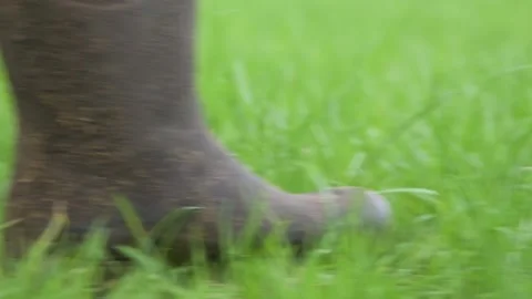 Low angle close up of wellingtons through grass  Stock Footage 247775814
