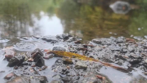 Low Angle Close Up Of Wet Pebbles And A Fallen Stick On River Shore Stock Footage 348068692