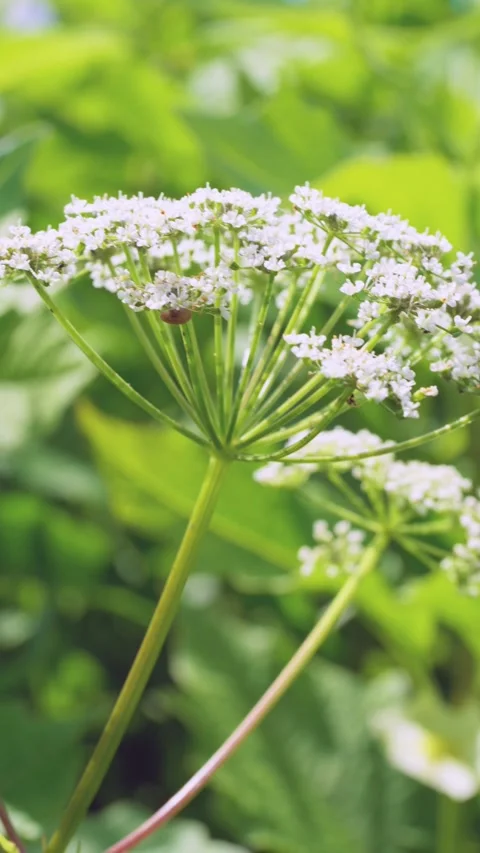 Low-angle close-up of white umbel wildflower rotating and leaning on tall green  Stock Footage 342054558
