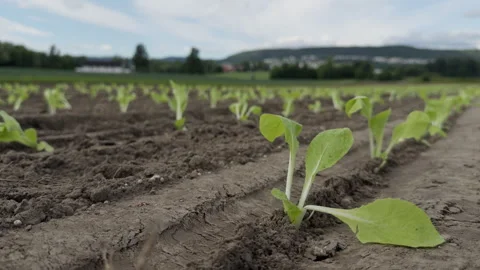Low angle close-up of young Chinese cabbage seedling in an agricultural field Stock-Footage 341320596