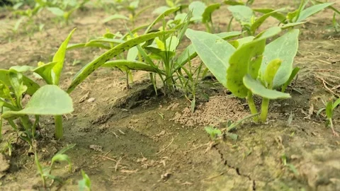 Low Angle Close Up Of Young Malabar Spinach Sprouting Bangladesh Stock Footage 339640601