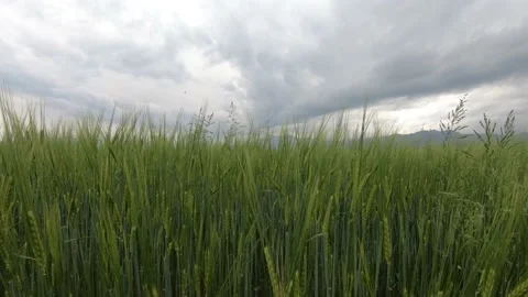 Low angle close up young wheat growing on agricultural farming field in spring Stock Footage 130441756
