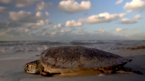 Low angle closeup of dying sea turtle with the surf coming in. Stock Footage 126065354