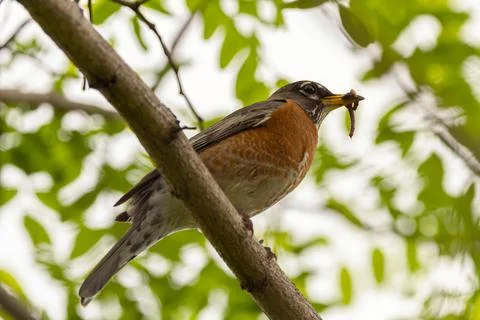 Low angle closeup image of an Eastern Robin subspecies of American Robin (Tur Stock Photos