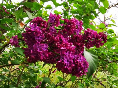 A low angle closeup of lilacs surrounded by leaves on branches under the sunl Stock Photos