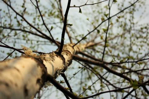 Low angle closeup shot of a bare tree trunk 스톡 사진